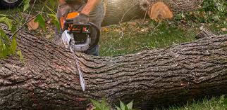 Best Hazardous Tree Removal  in Kayenta, AZ