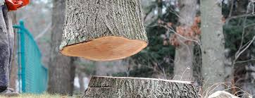 How Our Tree Care Process Works  in  Kayenta, AZ