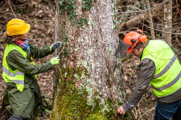 Best Tree Preservation Services  in Kayenta, AZ