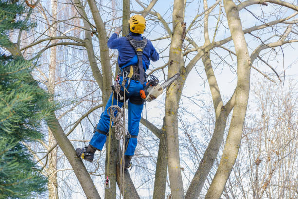 Trusted Kayenta, AZ Tree Care Experts