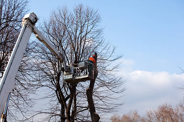Best Fruit Tree Pruning  in Kayenta, AZ