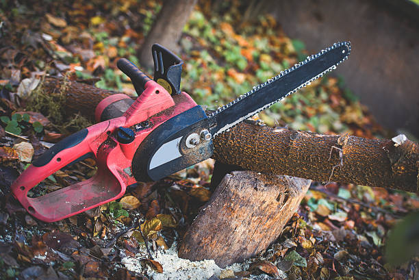 Best Tree Mulching  in Kayenta, AZ